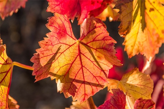 关于2026抖音百日誓师大会励志文案语录大全