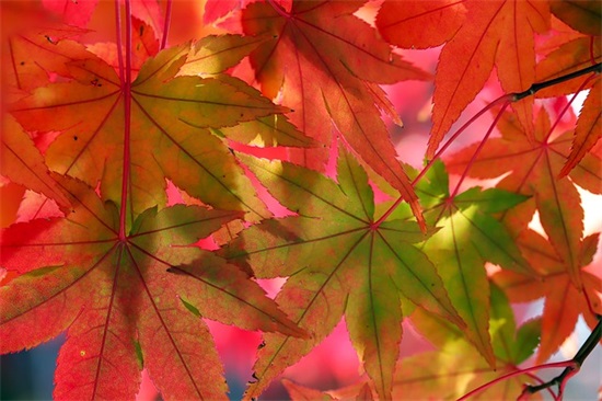 爱迪生经典语录