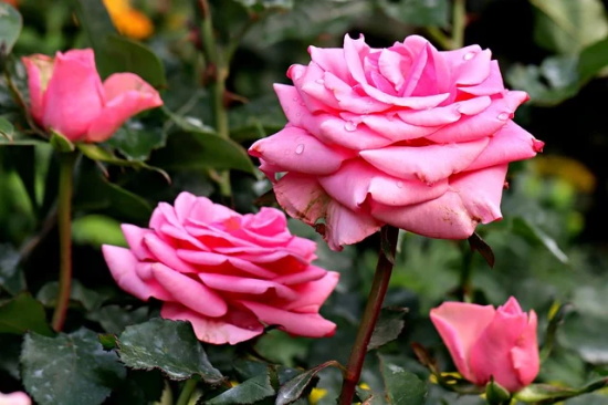 企业口号及释义-54句