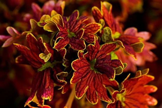 姥姥姥爷钻石婚祝福语 60年钻石婚祝福语