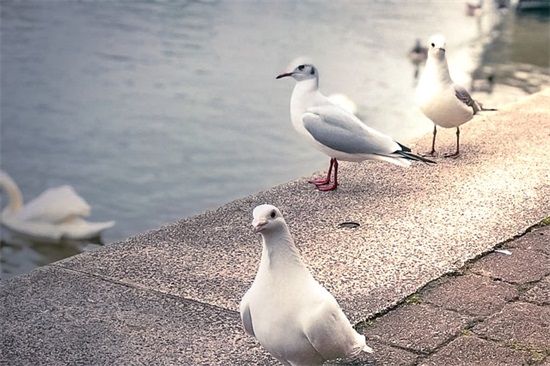 灵魂摆渡语录67句