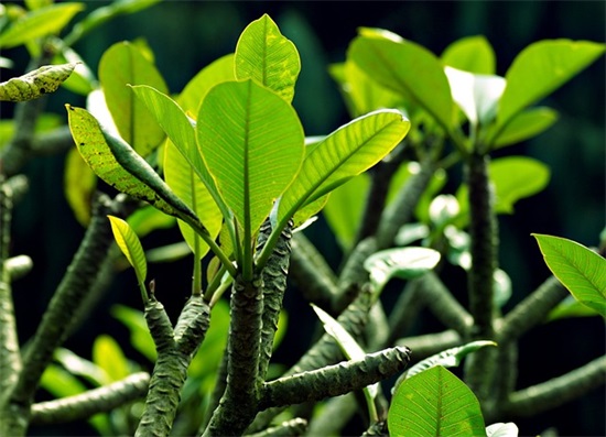 陈绮贞经典语录59句