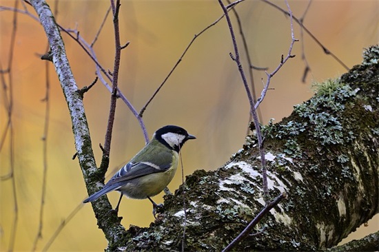 心情语录随笔搞笑