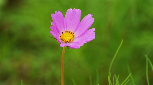 写景的句子 写景的句子摘抄
