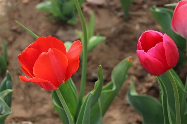 医师节文案短句句子 医师节文案短句干净治愈