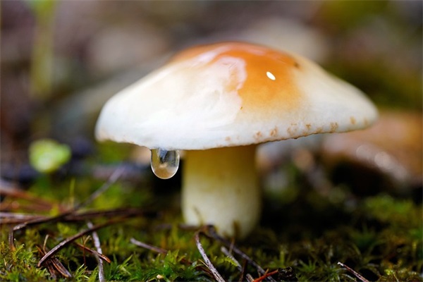 网名叫南栀.好听吗