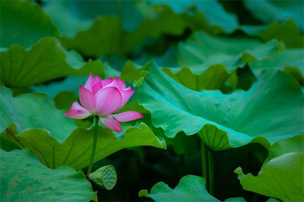 庆祝教师节标语98句