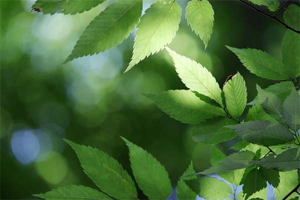 赞美乡村美景的句子