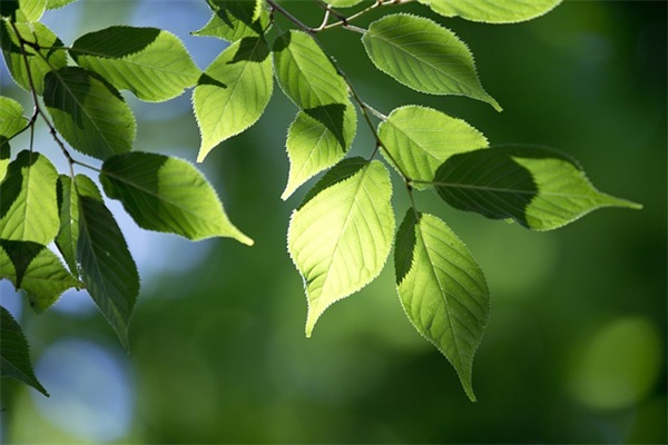 2025教师节活动宣传标语