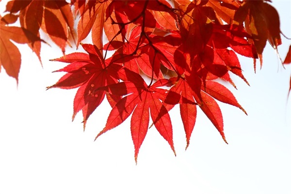 学校节约用水标语113句