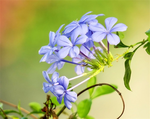 教师节寄语幼儿园短语