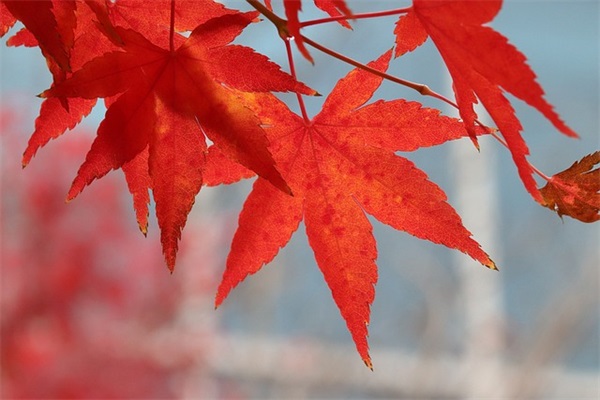 清明节“云祭扫”祭英烈留言寄语