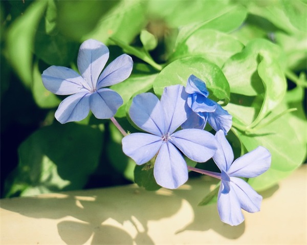 迎接2025五四青年节节日寄语