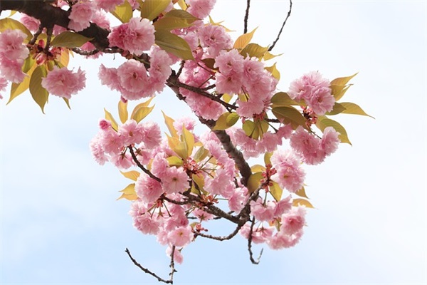 清明节感恩英烈的寄语 清明节感恩词
