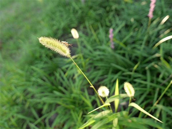 小学毕业给老师寄语汇集