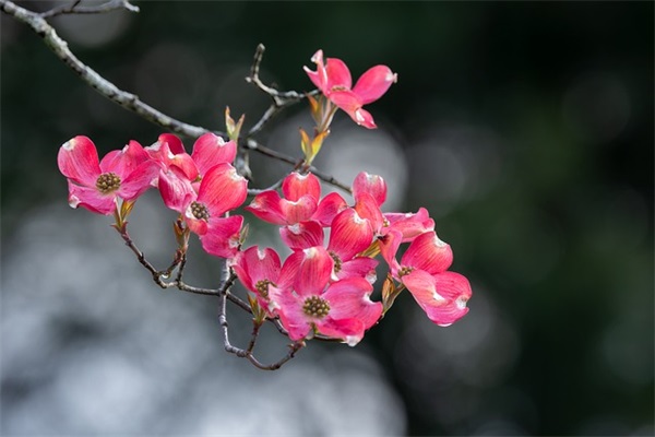 祝福亲妹妹结婚的说说(50句)