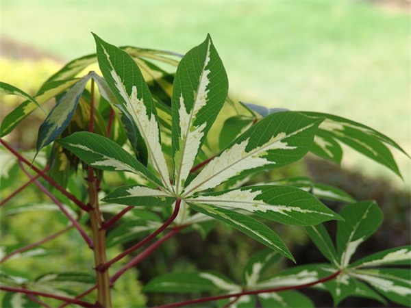 新菜品朋友圈文案
