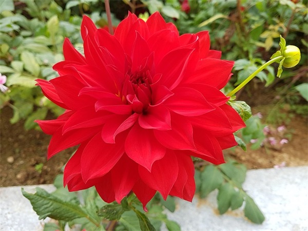 元旦优美祝福文案