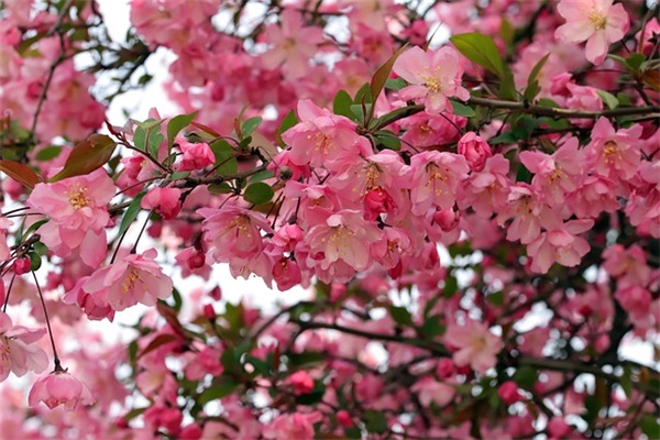 缩写民间故事(精选4篇)