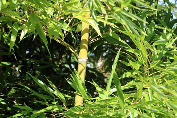 百年孤独经典语录英文