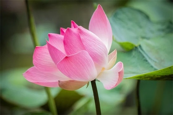 正能量的心灵寄语 【正能量的心灵寄语短文150】