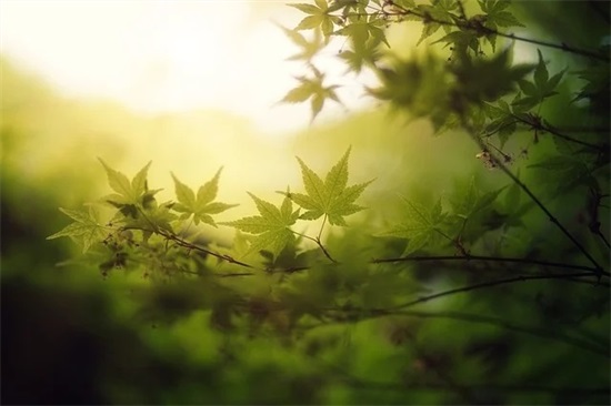 朋友伤感的句子