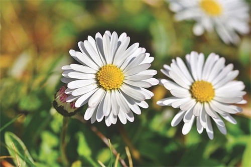 有关柯南的qq网名