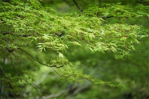 生活随笔经典语录大全