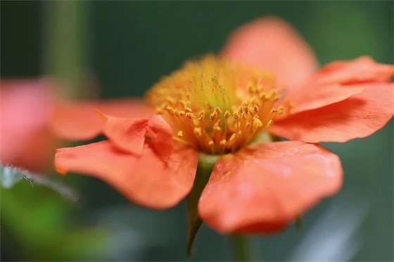 送鲜花祝福语 送人鲜花祝福语