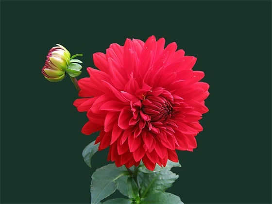 九重阳节的祝福语有哪些