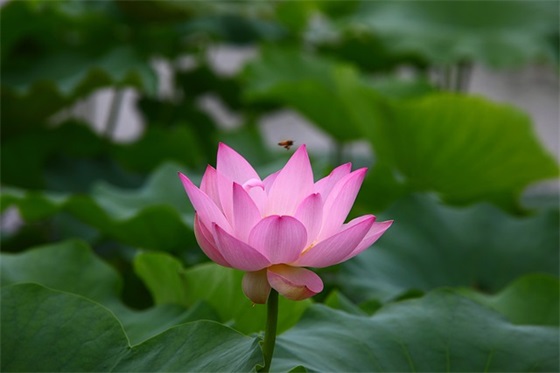 十七岁生日的祝福文案 十七岁生日文案给朋友
