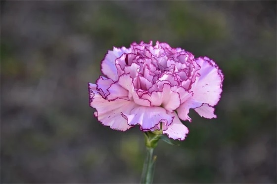 2025年励志的春节祝福语56句