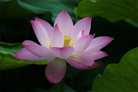 情人节公司祝福语53句