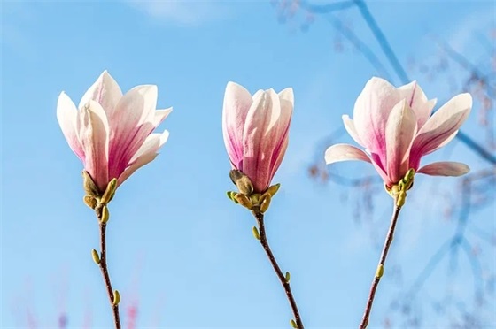 送花给老师的祝福语57句