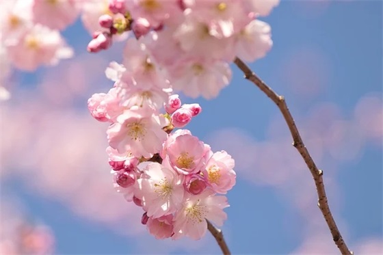 最有创意的新年祝福语绕口令(新年吉祥话祝福语顺口溜)