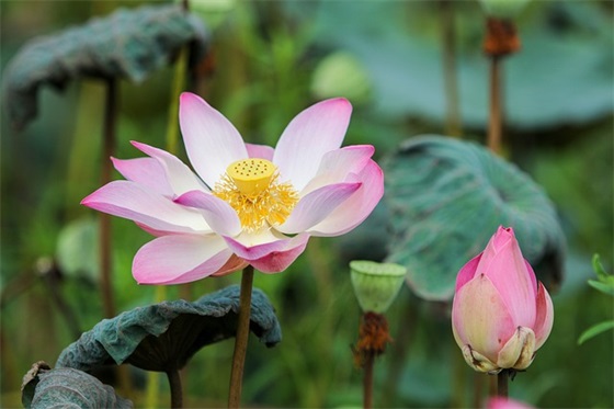 50年金婚祝福语59句