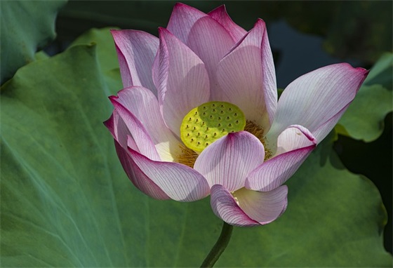 简洁新年祝福语 牛年简洁新年祝福语